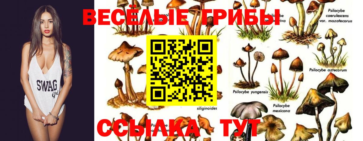 Звенигород  Галлюциногенные грибы прущие грибы  Вход с VPN 